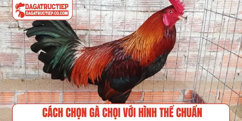 Cách chọn gà chọi với hình thể chuẩn