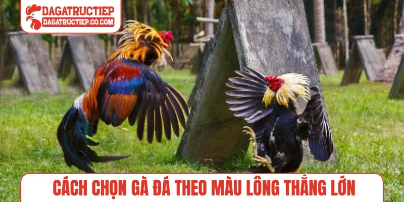 Cách chọn gà đá theo màu lông