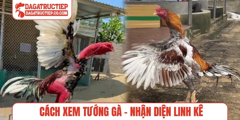 Cách xem tướng gà