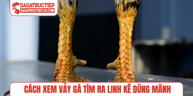 Cách xem vảy gà