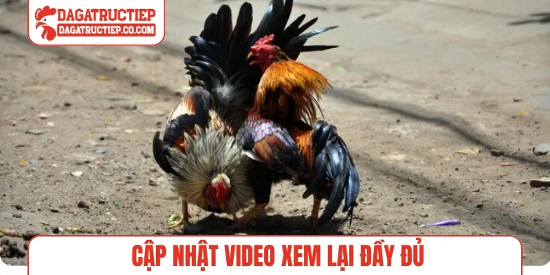 Cập nhật video xem lại đầy đủ