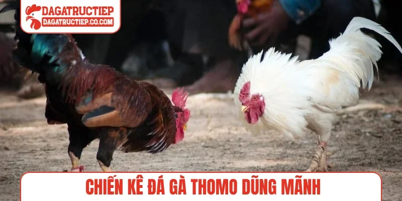Chiến kê đá gà Thomo dũng mãnh