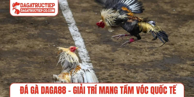 Đá gà Daga88