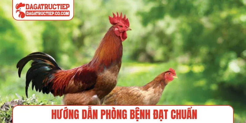 Hướng dẫn phòng bệnh đạt chuẩn
