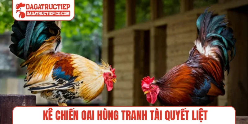 Kê chiến oai hùng tranh tài quyết liệt