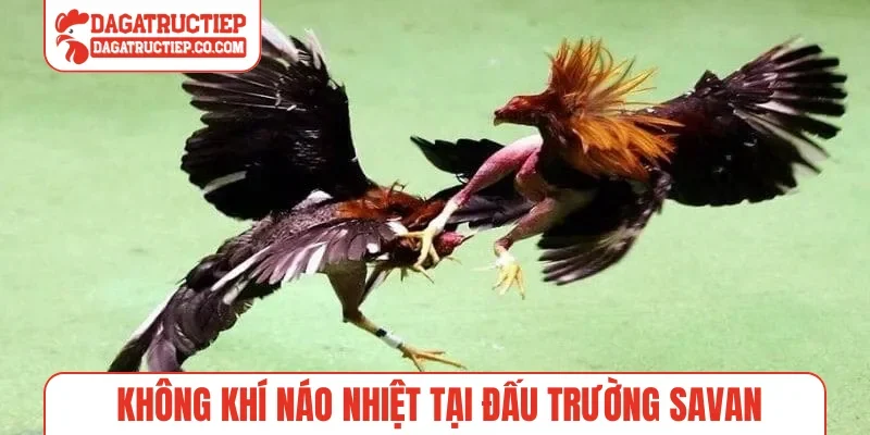 Không khí náo nhiệt tại đấu trường Savan