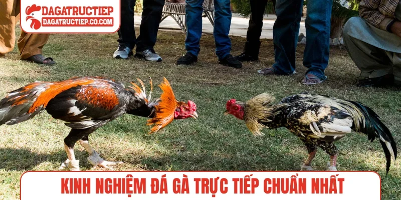 Kinh nghiệm đá gà trực tiếp chuẩn nhất