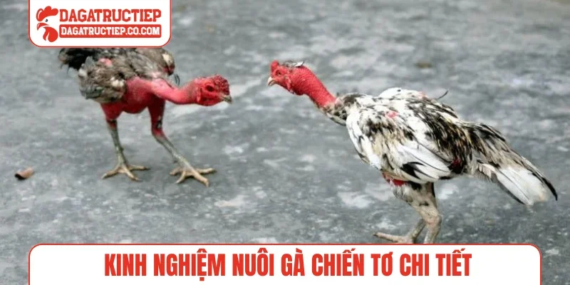 Kinh nghiệm nuôi gà chiến tơ