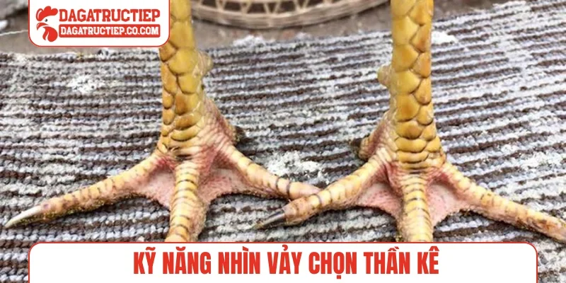 Kỹ năng nhìn vảy chọn thần kê
