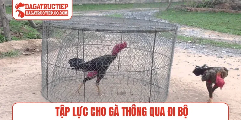 Tập lực cho gà thông qua đi bộ
