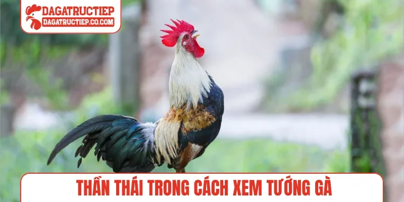 Thần thái trong cách xem tướng gà