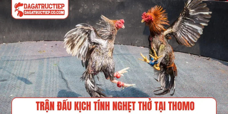 Trận đấu kịch tính nghẹt thở tại Thomo