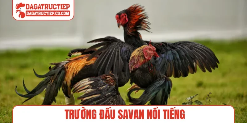 Trường đấu Savan nổi tiếng